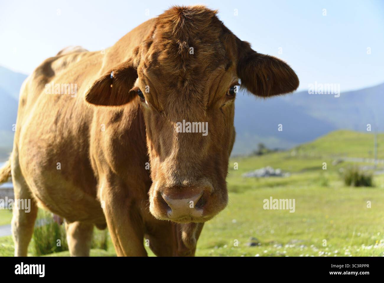 Portrait d'une vache brune dans un pré vert avec des montagnes en arrière-plan, île de Skye, Écosse, Grande-Bretagne Banque D'Images
