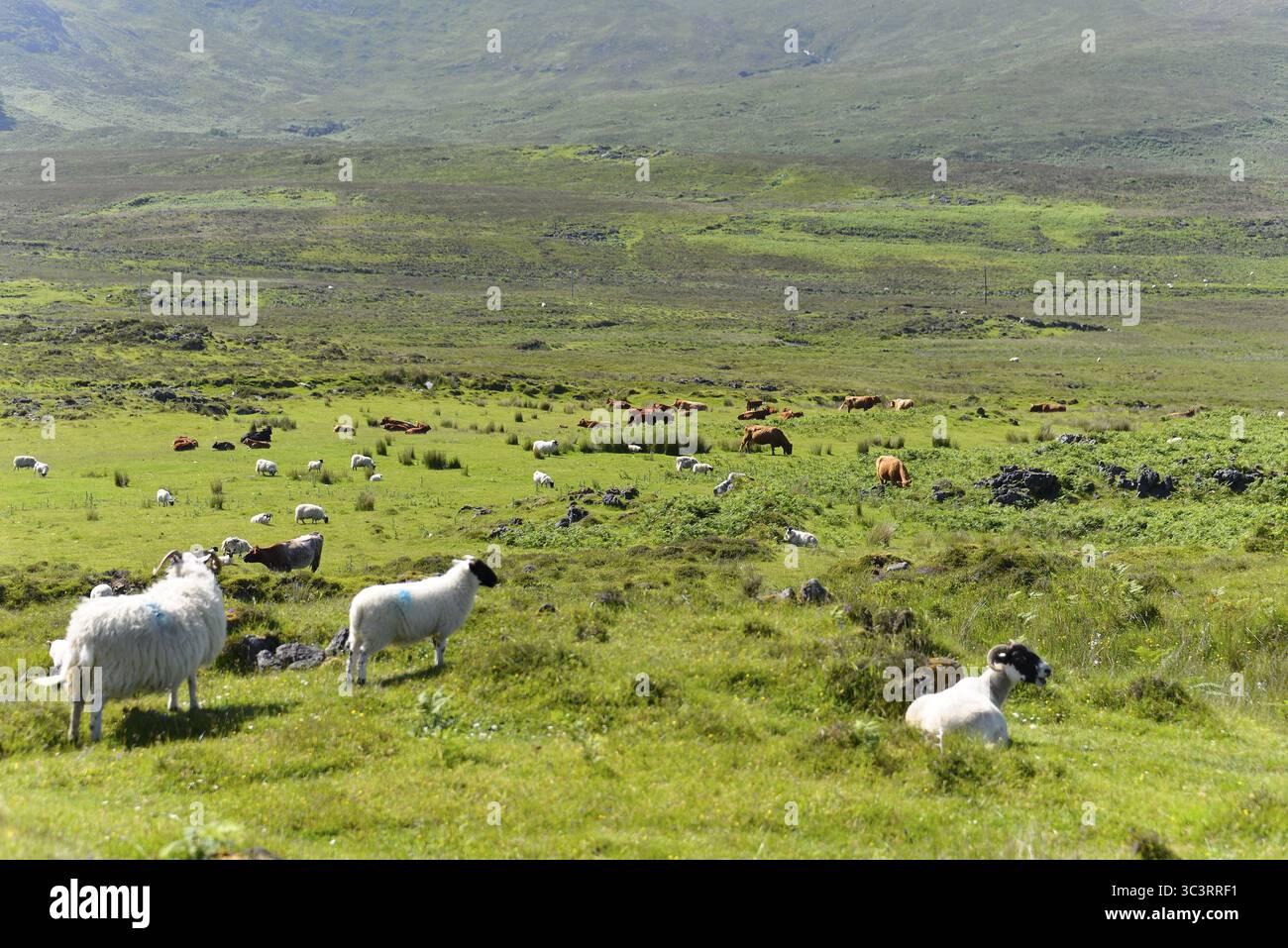 Plusieurs moutons sur un vaste paysage de collines verdoyantes sous un ciel dégagé, île de Skye, Écosse, Grande-Bretagne Banque D'Images