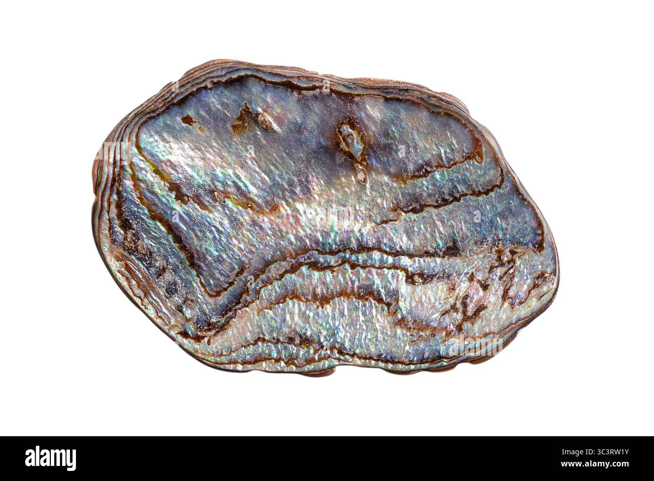 Coquille d'ormeau arc-en-ciel, paua pied noir, Haliotis iris, escargot de mer comestible de Nouvelle-Zélande. Surface de la coque intérieure bleu métallique foncé et vert. Banque D'Images