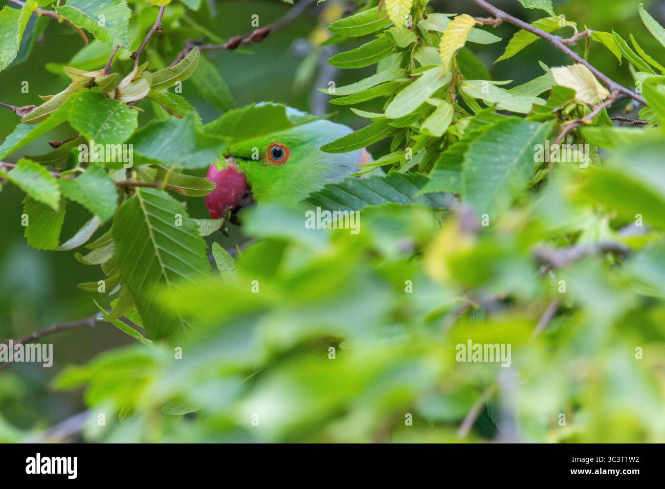 Héron pourpré Banque D'Images