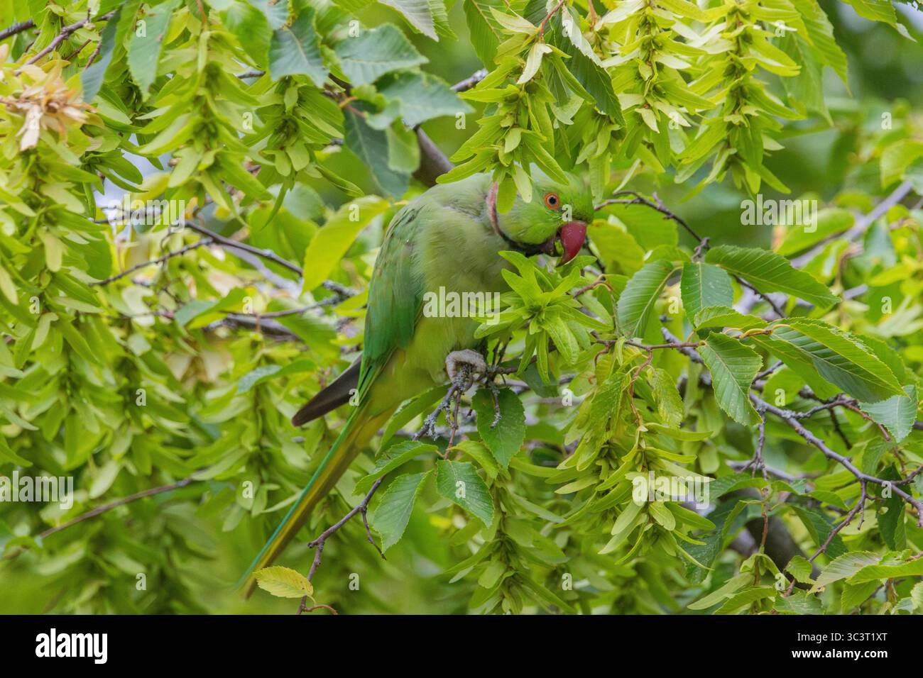 Perruche cernée de roses (Psittacula krameri) Banque D'Images