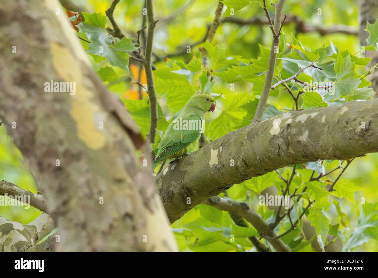 Perruche cernée de roses (Psittacula krameri) Banque D'Images