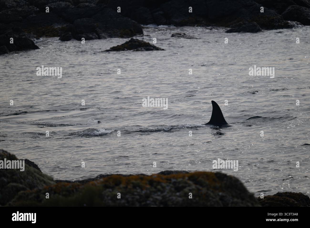 Orca (orque) chasse à East Voe of Quarff, Shetland. Banque D'Images Orca (orque) chasse à East Voe of Quarff, Shetland. Banque D'Images