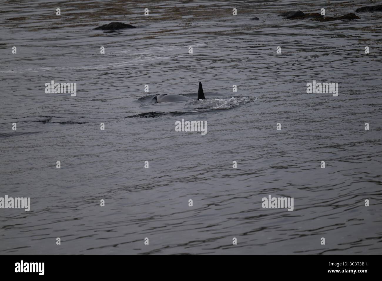 Orca (orque) chasse à East Voe of Quarff, Shetland. Banque D'Images Orca (orque) chasse à East Voe of Quarff, Shetland. Banque D'Images