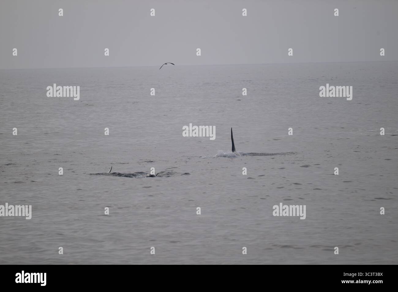 Orca (orque) chasse à East Voe of Quarff, Shetland. Banque D'Images Orca (orque) chasse à East Voe of Quarff, Shetland. Banque D'Images