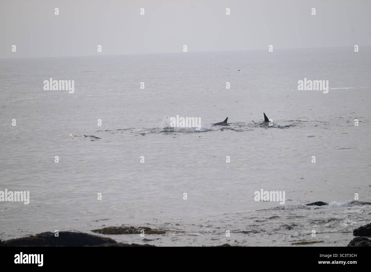 Orca (orque) chasse à East Voe of Quarff, Shetland. Banque D'Images Orca (orque) chasse à East Voe of Quarff, Shetland. Banque D'Images