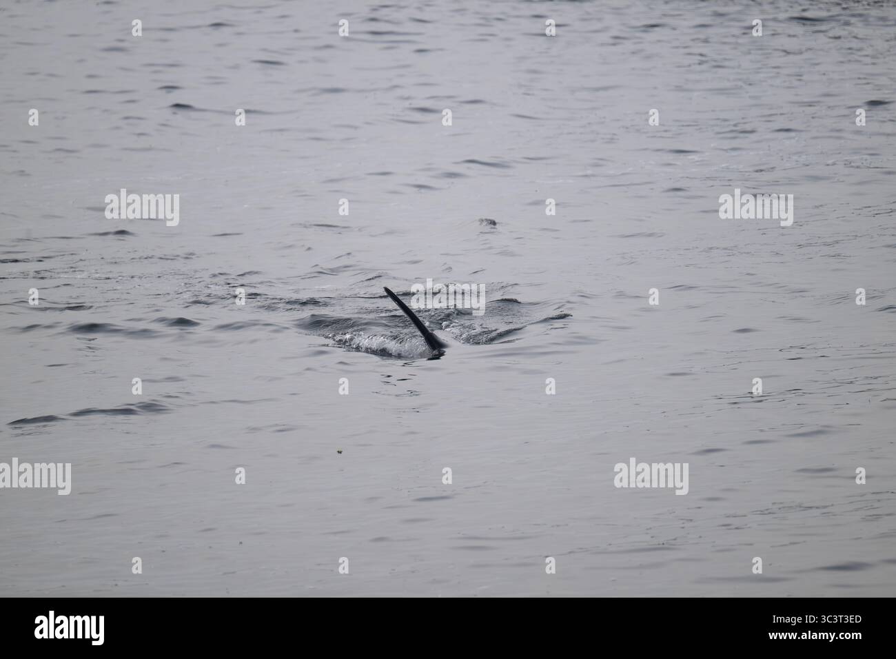Orca (orque) chasse à East Voe of Quarff, Shetland. Banque D'Images Orca (orque) chasse à East Voe of Quarff, Shetland. Banque D'Images