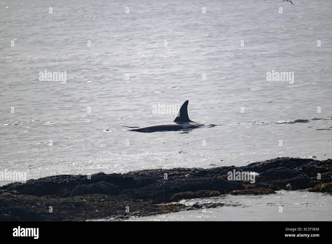 Orca (orque) chasse à East Voe of Quarff, Shetland. Banque D'Images Orca (orque) chasse à East Voe of Quarff, Shetland. Banque D'Images