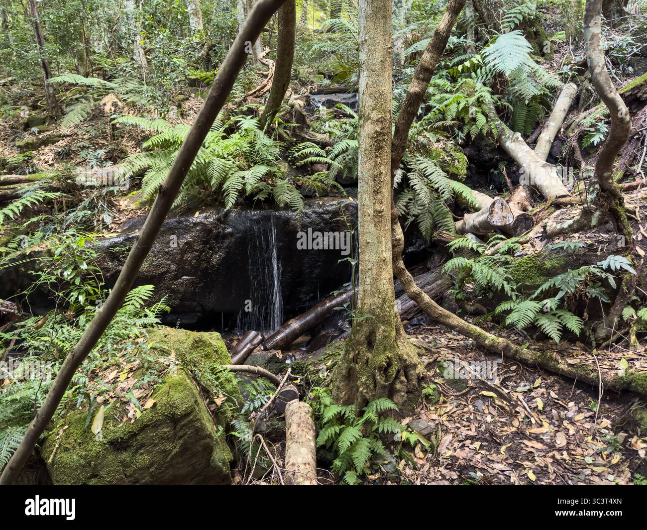 Une petite cascade coule sur une paroi rocheuse moussue dans un cadre forestier luxuriant. Les fougères et autres végétaux prospèrent autour de la base des chutes, et tombent Banque D'Images