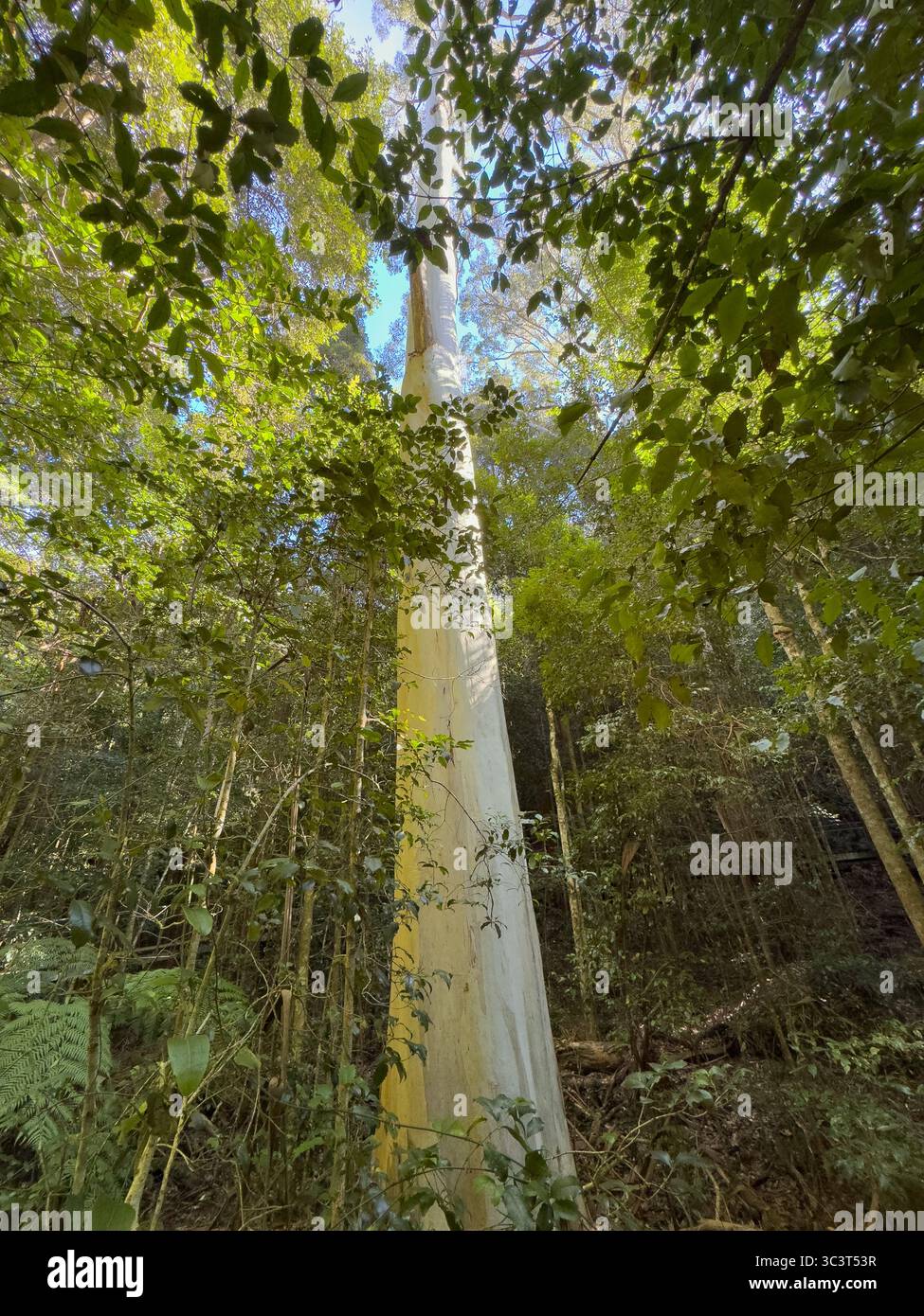 Une vue en angle bas d'un tronc d'eucalyptus blanc et lisse s'élevant au-dessus du sol forestier. Le feuillage environnant est dense et vert, avec du soleil Banque D'Images