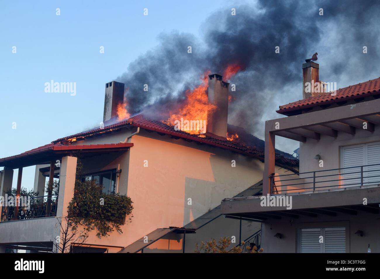 Athènes, Grèce, 26 juillet 2025. Une maison est vue engloutie dans des flammes parmi des panaches de fumée. Un feu de forêt ravage la zone résidentielle de Kryoneri, une banlieue nord de la capitale grecque au milieu d'une vague de chaleur intense. Crédit : Dimitris Aspiotis/Alamy Live News Banque D'Images