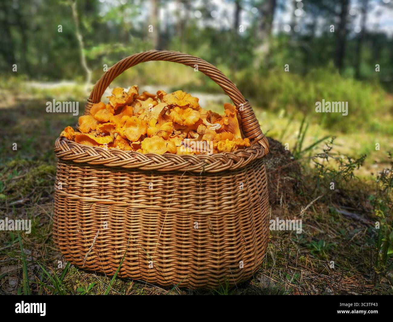 Panier en osier rempli de chanterelles dorées fraîchement cueillies placé sur le sol forestier dans une forêt de pins Banque D'Images