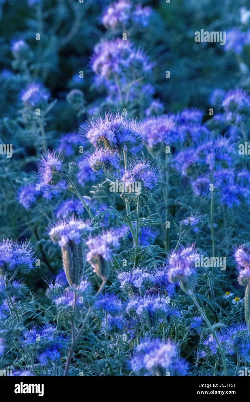 fleurs violettes en pleine floraison Banque D'Images