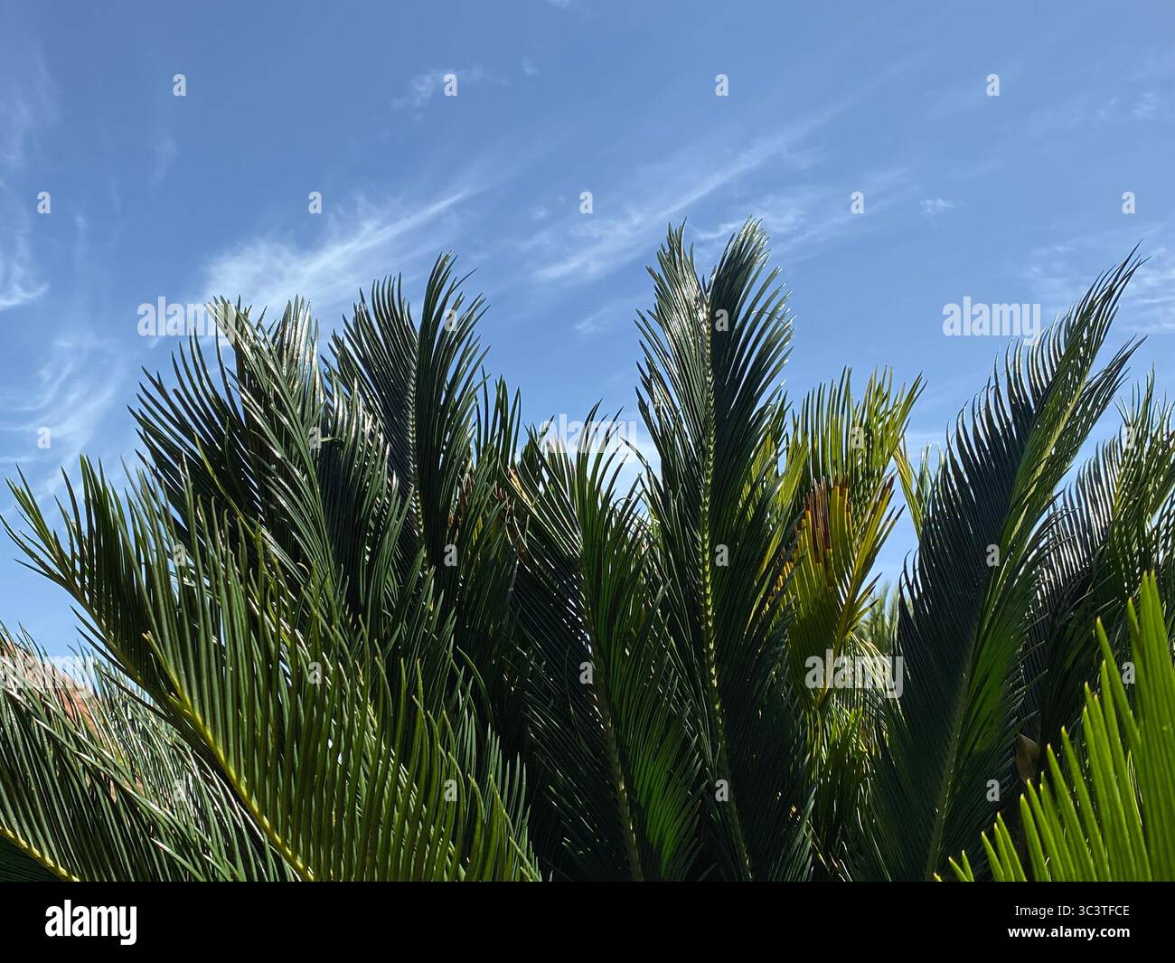 Des frondes de palmier contre un ciel bleu vif rempli de nuages tortueux par une journée ensoleillée à la Gomera, aux îles Canaries Banque D'Images Des frondes de palmier contre un ciel bleu vif rempli de nuages tortueux par une journée ensoleillée à la Gomera, aux îles Canaries Banque D'Images