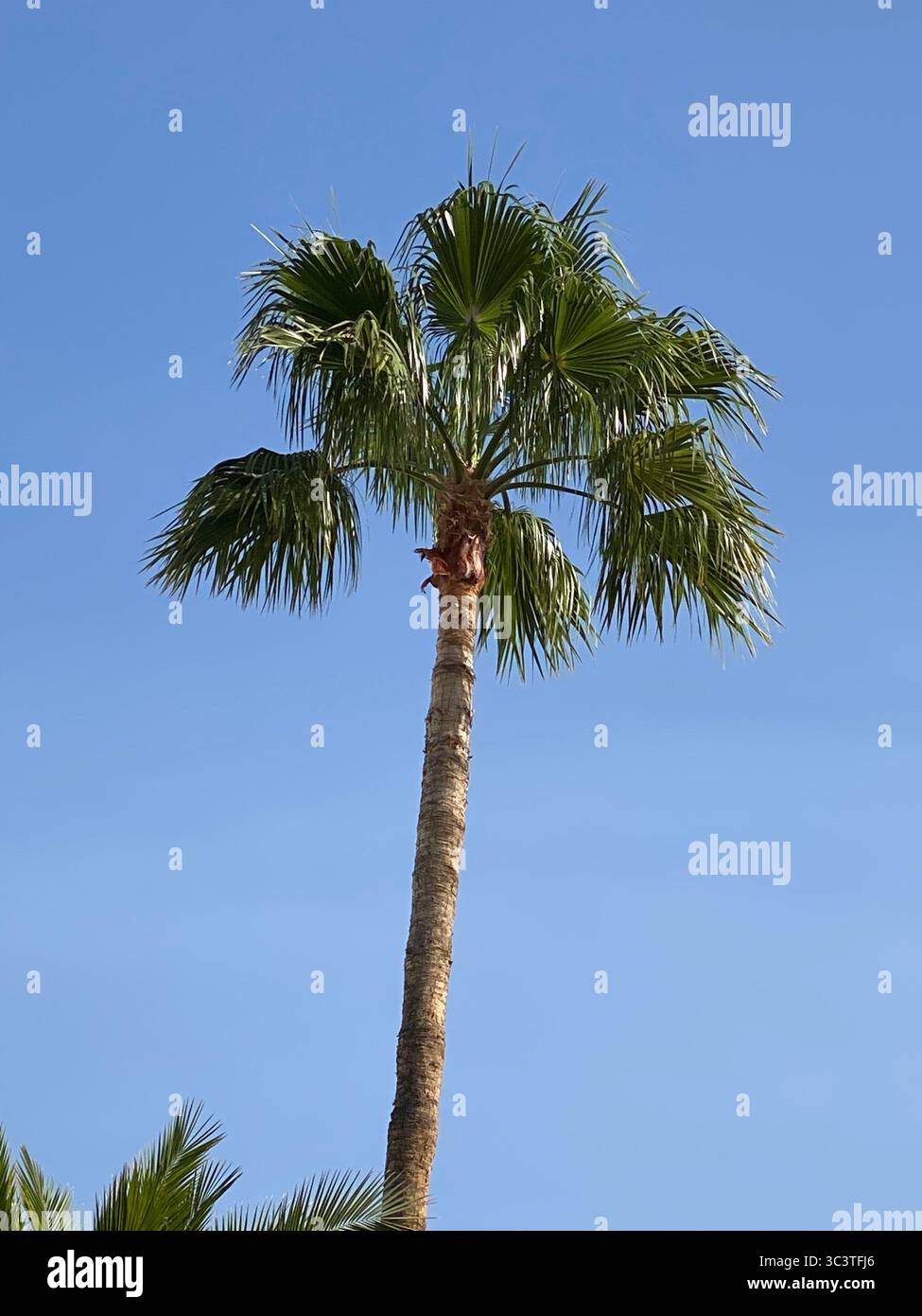 Un palmier vibrant se dresse sur un ciel bleu clair et vif, mettant en valeur la beauté de la nature des îles Canaries. Banque D'Images Un palmier vibrant se dresse sur un ciel bleu clair et vif, mettant en valeur la beauté de la nature des îles Canaries. Banque D'Images