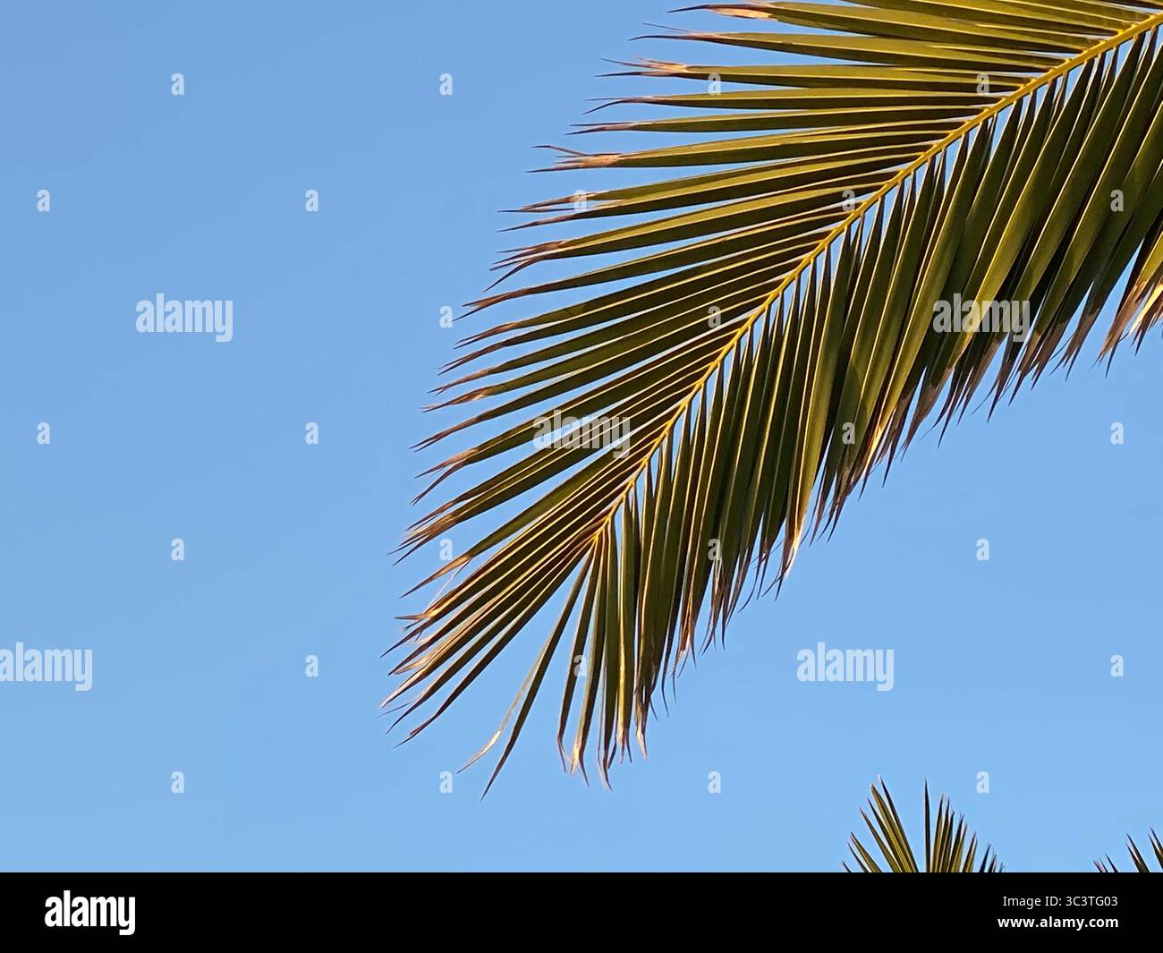Une fronde de palmier s'étend sur un ciel bleu vif, une scène tropicale parfaite dans les îles Canaries. Banque D'Images Une fronde de palmier s'étend sur un ciel bleu vif, une scène tropicale parfaite dans les îles Canaries. Banque D'Images