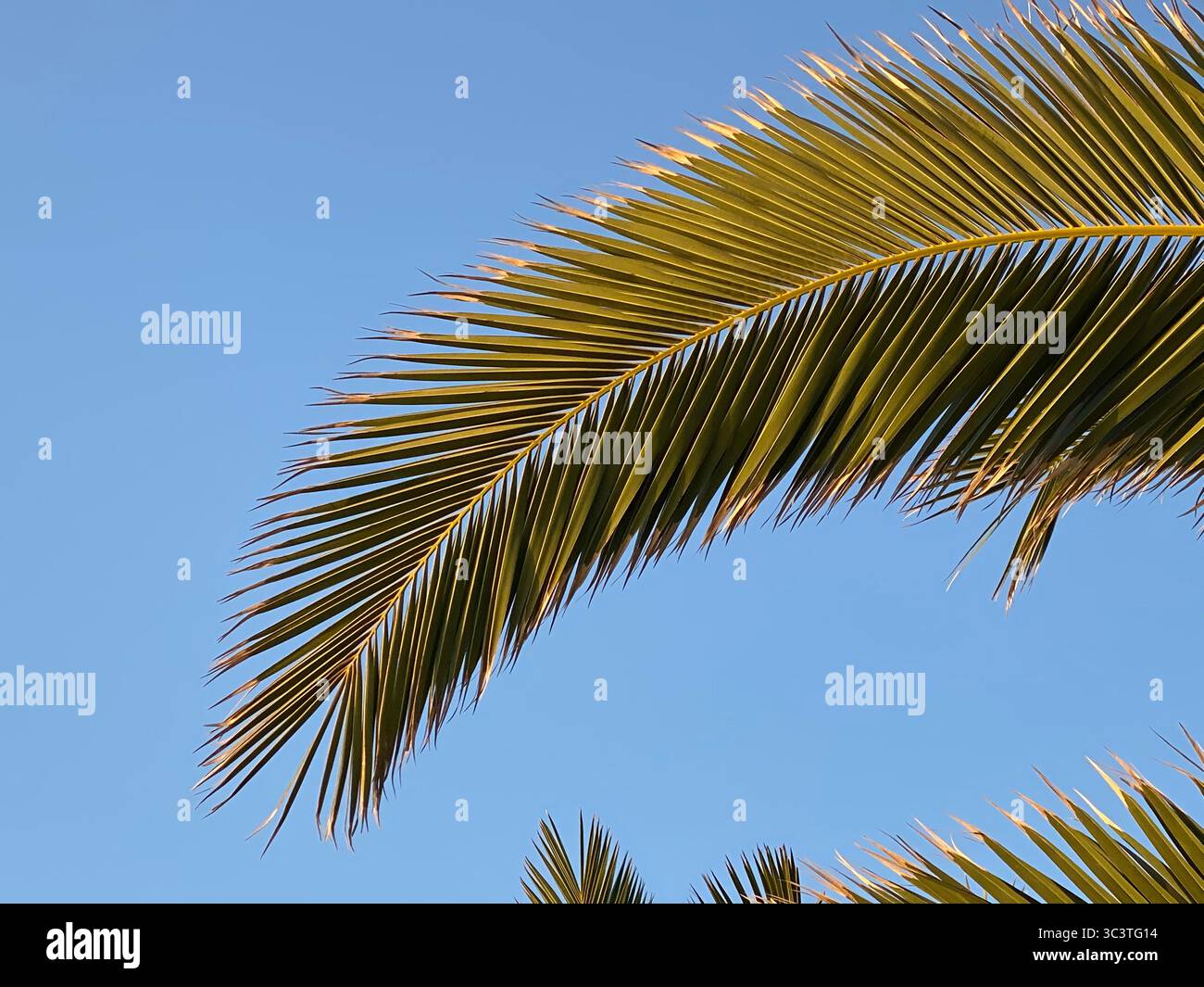 Une fronde de palmier s'étend sur un ciel bleu vif, une scène tropicale parfaite dans les îles Canaries. Banque D'Images Une fronde de palmier s'étend sur un ciel bleu vif, une scène tropicale parfaite dans les îles Canaries. Banque D'Images