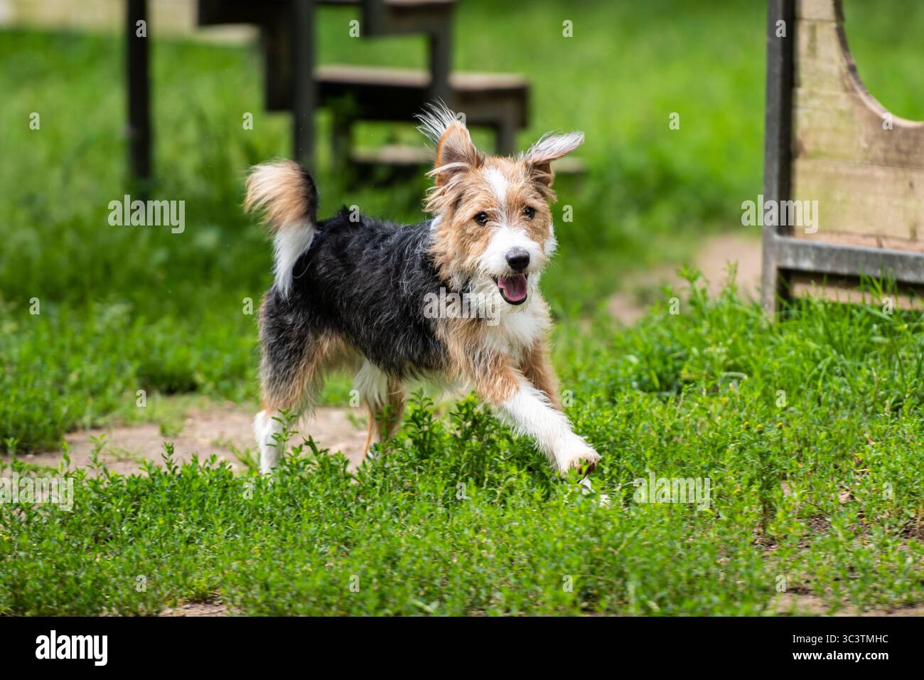 Adorable chien épluché heureux courir sur l'herbe près de la rampe d'agilité dans une zone d'entraînement en plein air dans un parc pour chiens Banque D'Images
