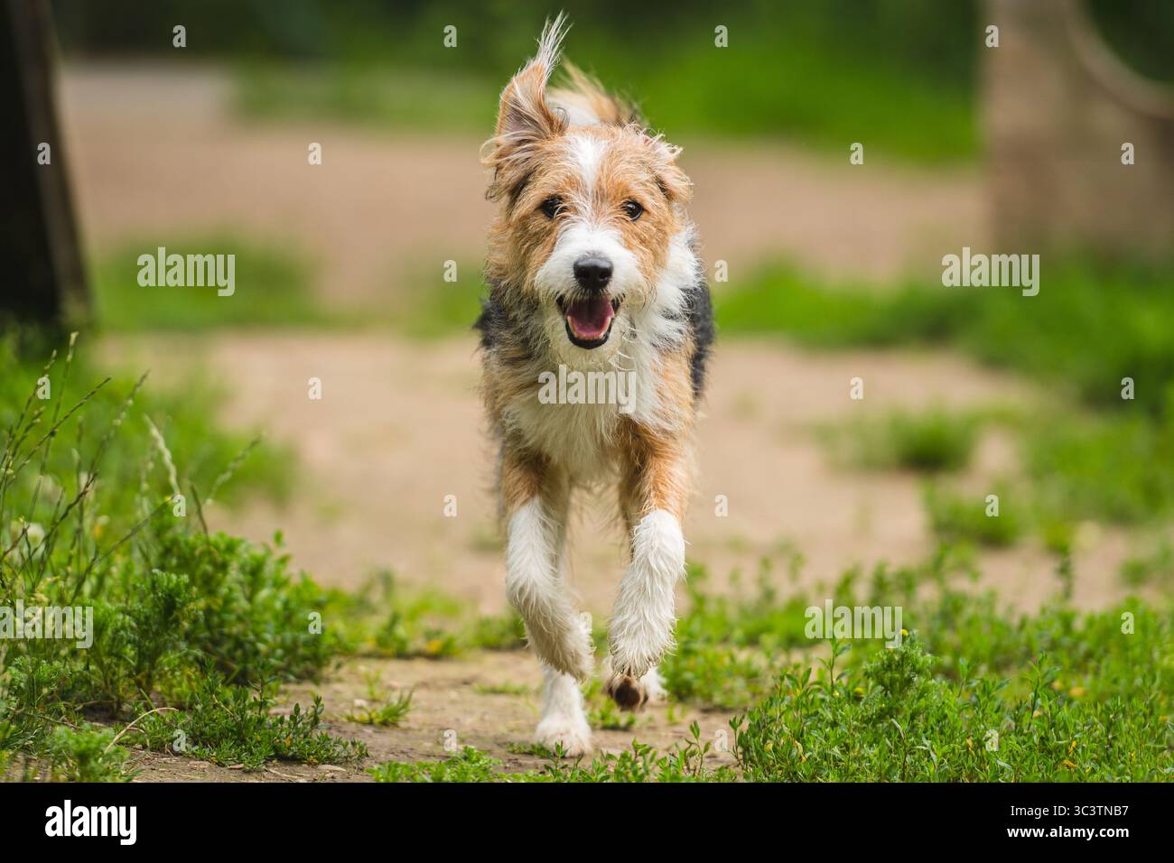 Adorable chien joyeux Scruffy jouant et courant en plein air sur l'herbe verte Banque D'Images