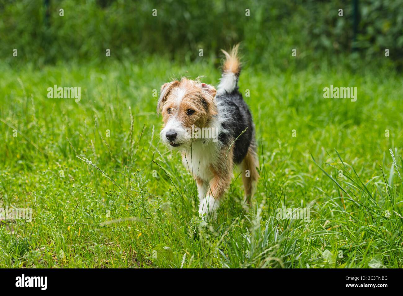 Adorable chien joyeux scruffy explorant une prairie verte dans la nature Banque D'Images