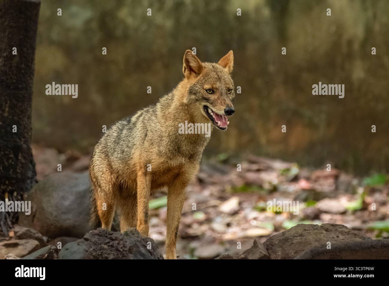 Photo rapprochée de la faune de Canis aureus indicus, chacal indien, prédateur de la famille Canis dans un sanctuaire de faune en Inde. Canis Jackal commun doré i. Banque D'Images