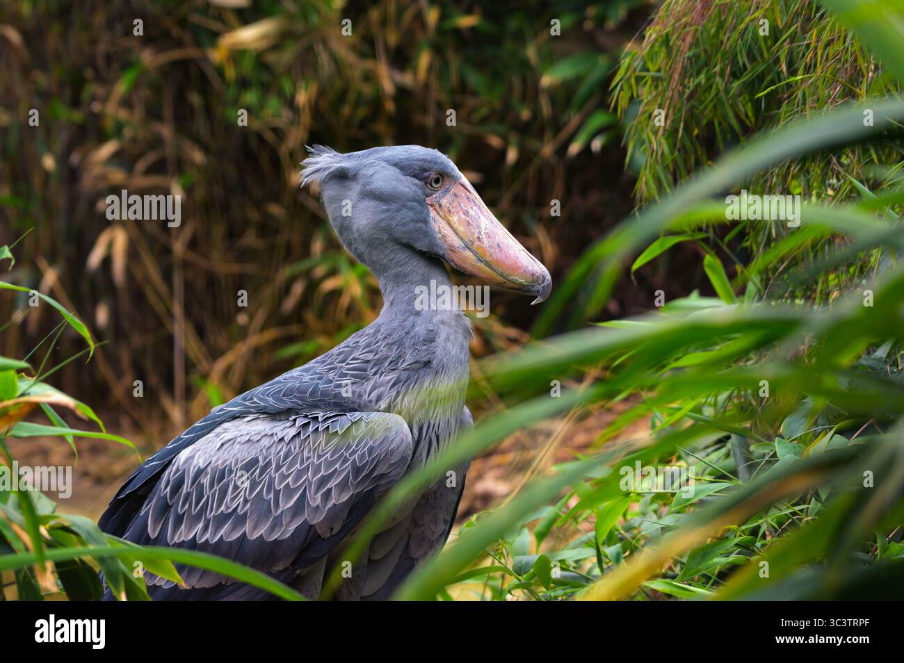 Shoebill Stork debout au milieu d'une végétation dense Banque D'Images Shoebill Stork debout au milieu d'une végétation dense Banque D'Images