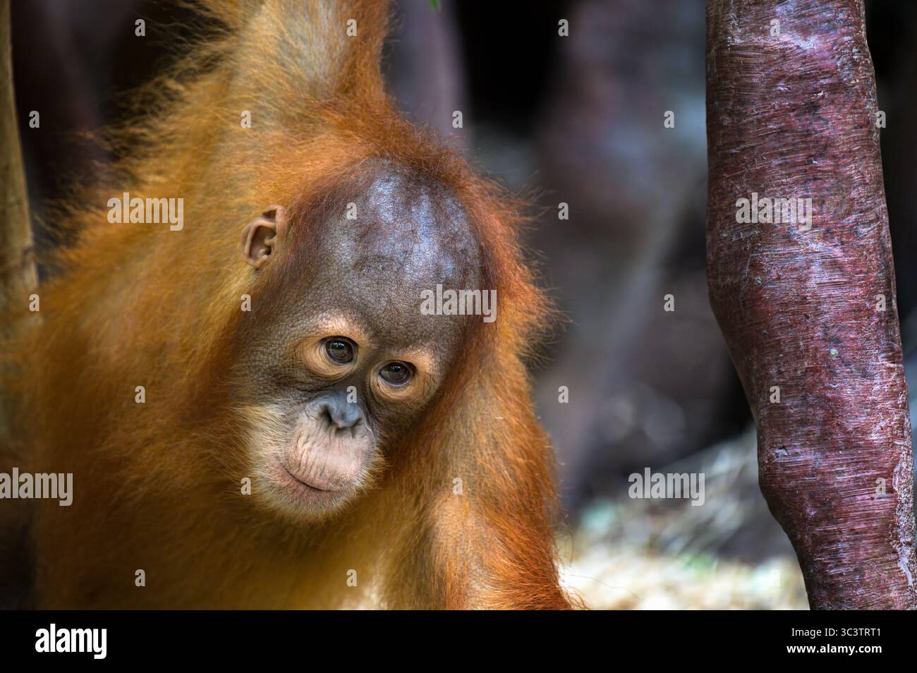 Jeune Orang-outan observant ses environs Banque D'Images Jeune Orang-outan observant ses environs Banque D'Images