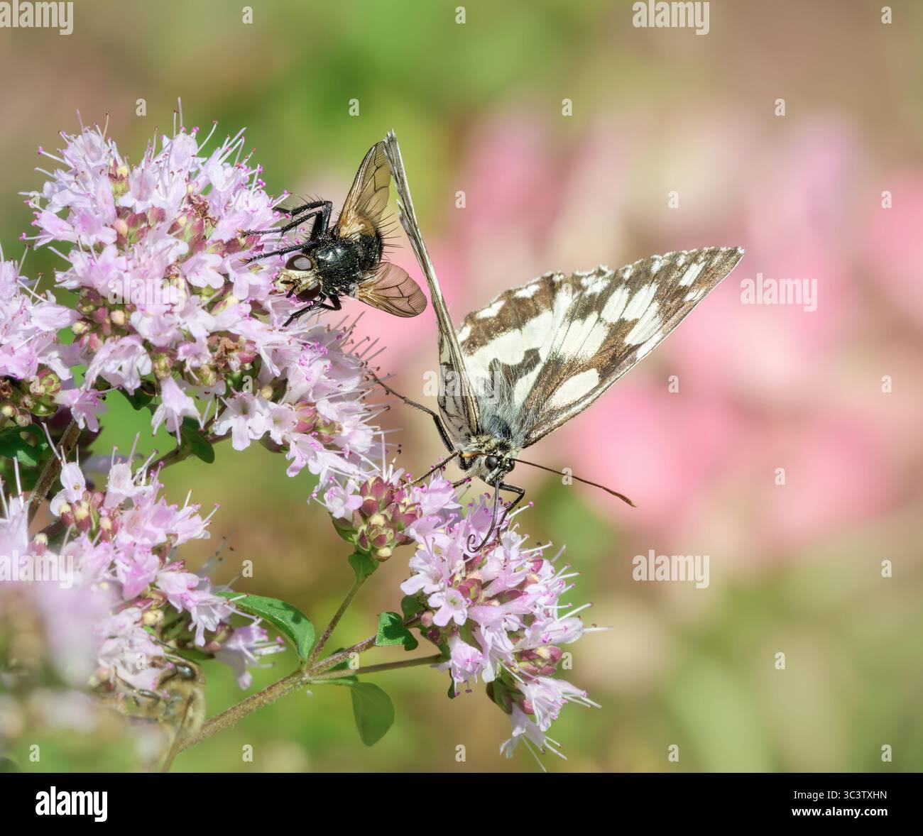 Une fera Tachina vole sous l'aile d'un papillon marbré blanc, Melanargia galathea, se nourrissant de nectar d'Eupatorium cannabinum, chanvre-agrimony Banque D'Images