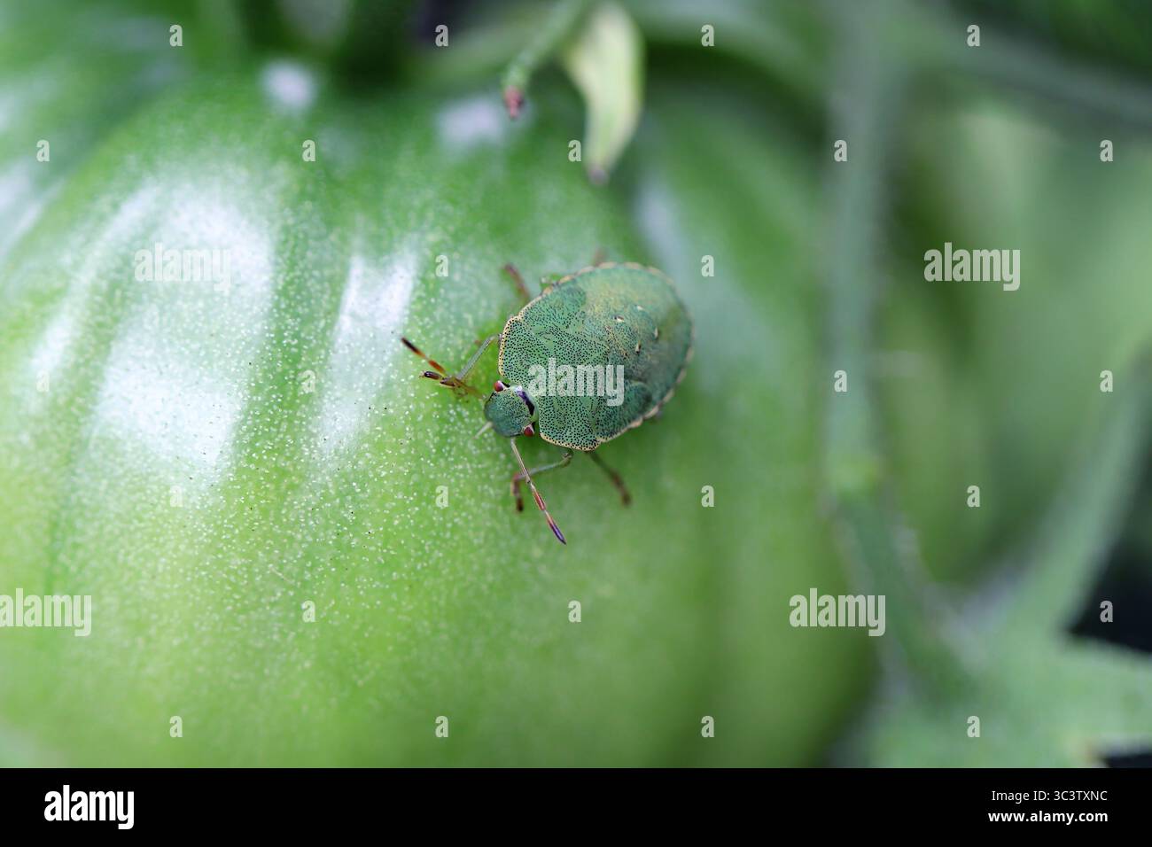 Insecte du bouclier commun (Palomena prasina) se nourrissant d'une tomate dans le jardin. Banque D'Images