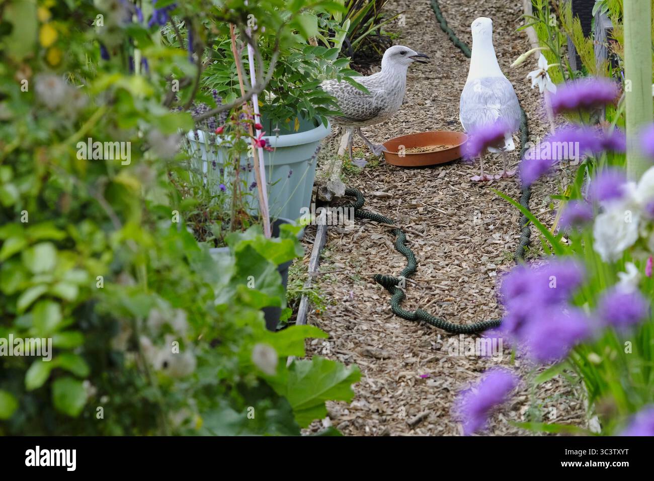 Poussin de Goéland argenté nouvellement né debout à côté de son parent sur un chemin bordé de fleurs, avec un plat d'alimentation à proximité. Charmante faune urbaine Banque D'Images
