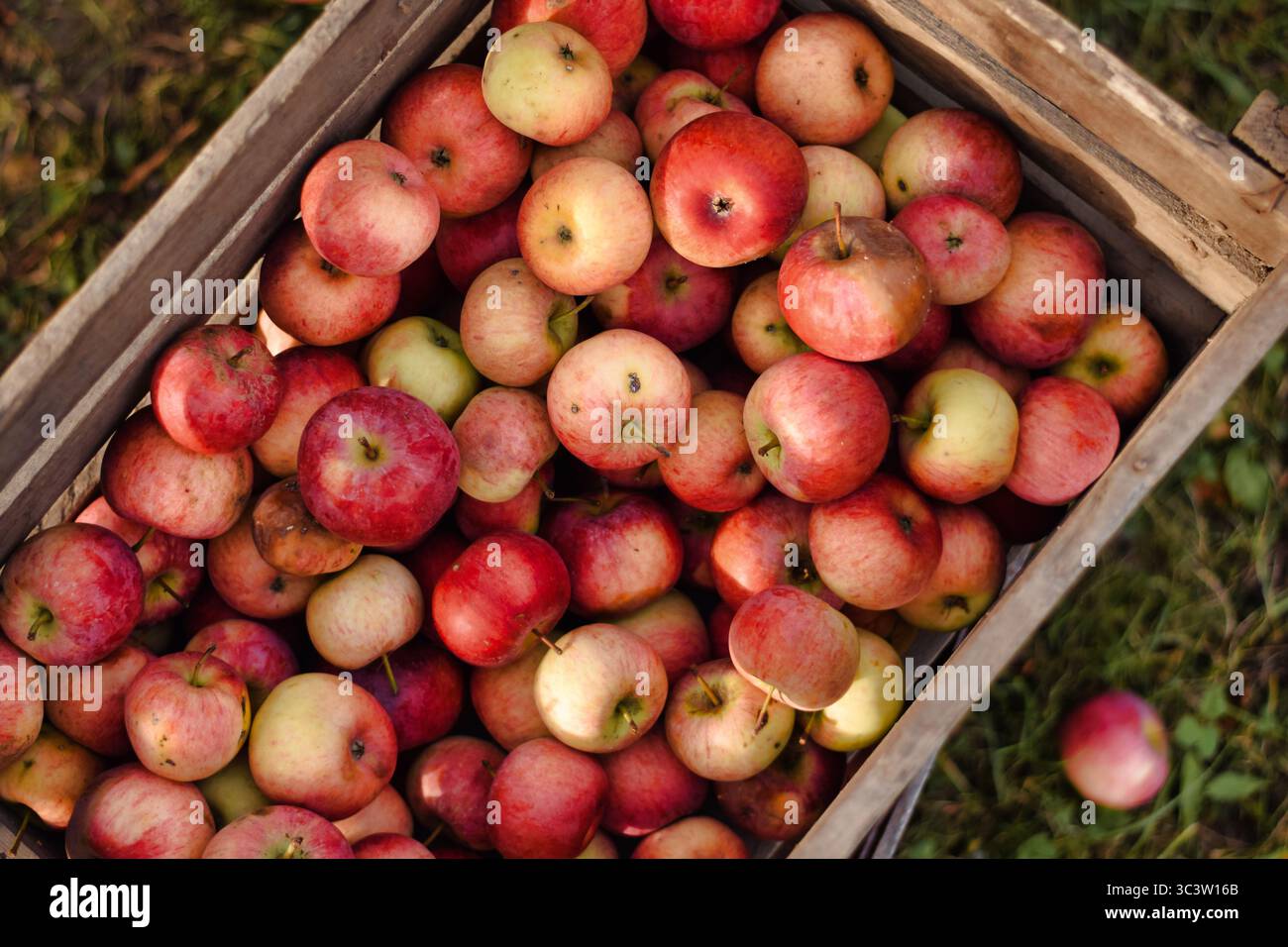 Pommes fraîches et gâtées en caisse en bois – récolte traditionnelle et stockage, concept agricole local Banque D'Images
