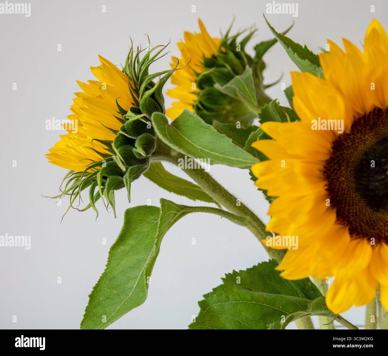 De grands tournesols fleurissent sur un fond blanc Banque D'Images