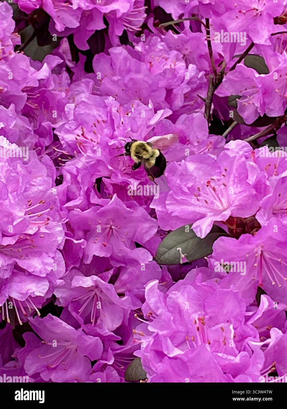 Bourdon pollinisant Bright Pink Rhododendron Blossoms in Full Bloom - Image de stock capturée avec un smartphone