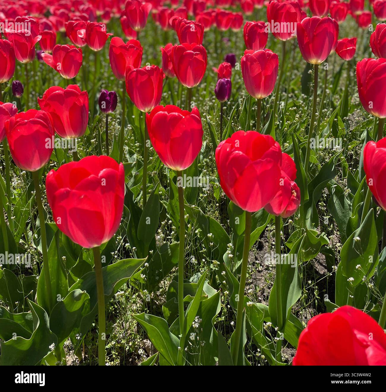 Domaine de tulipes rouges - Image de stock capturée avec un smartphone