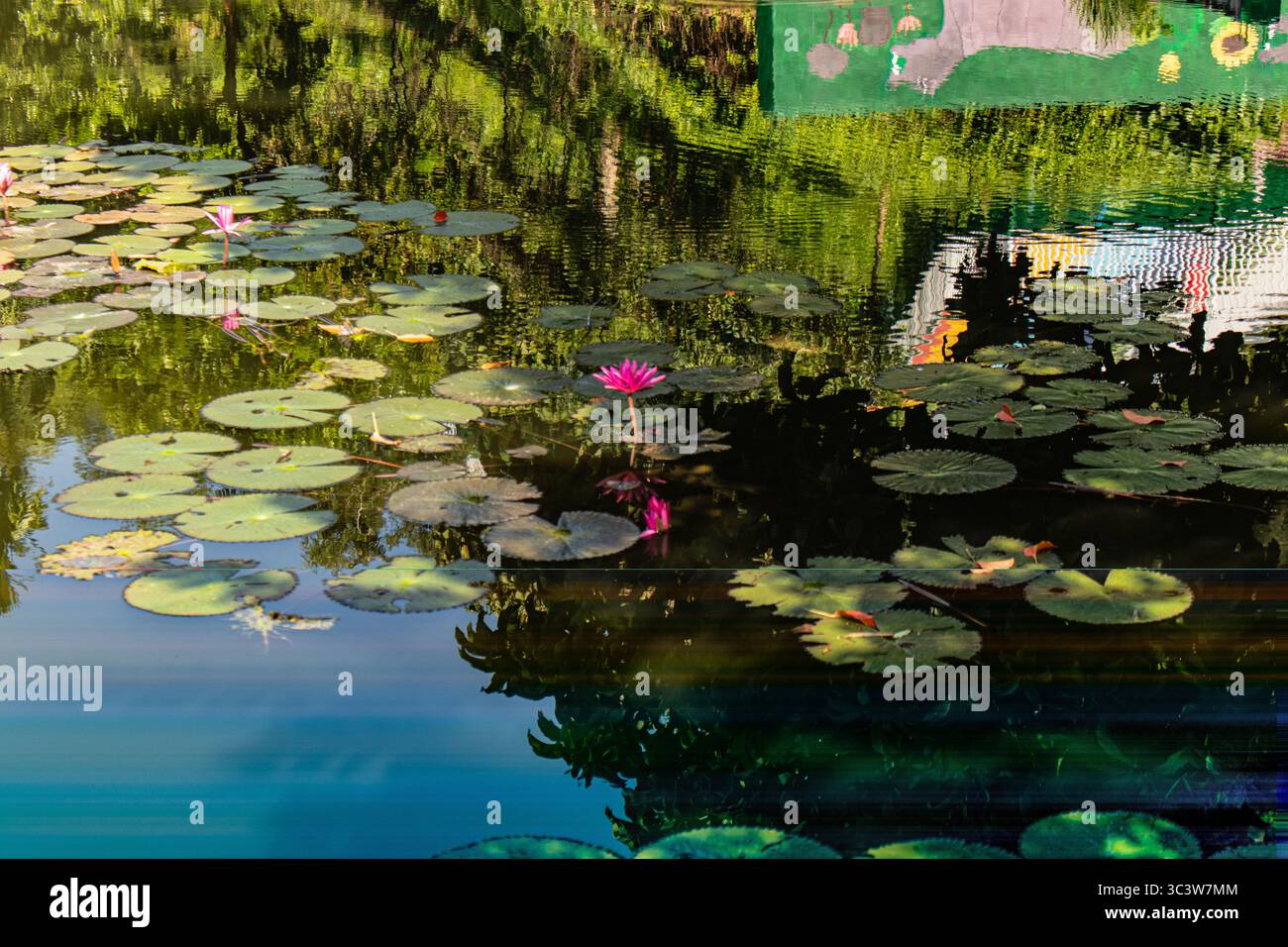 Fleurs de lotus flottantes dans un lac bleu-vert tranquille Banque D'Images
