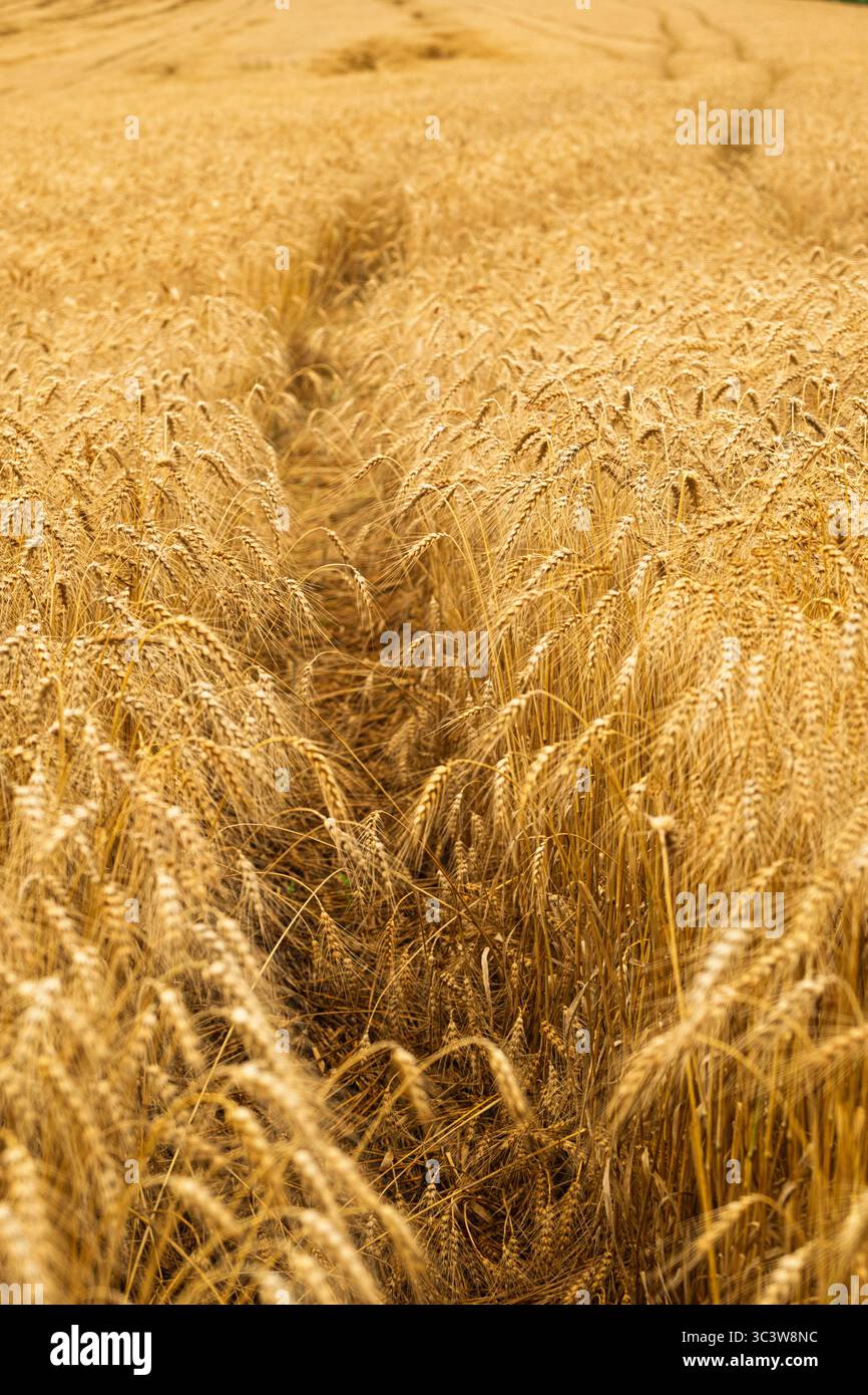 Plan vertical du champ de blé avec le chemin piétiné à travers Golden grain Banque D'Images