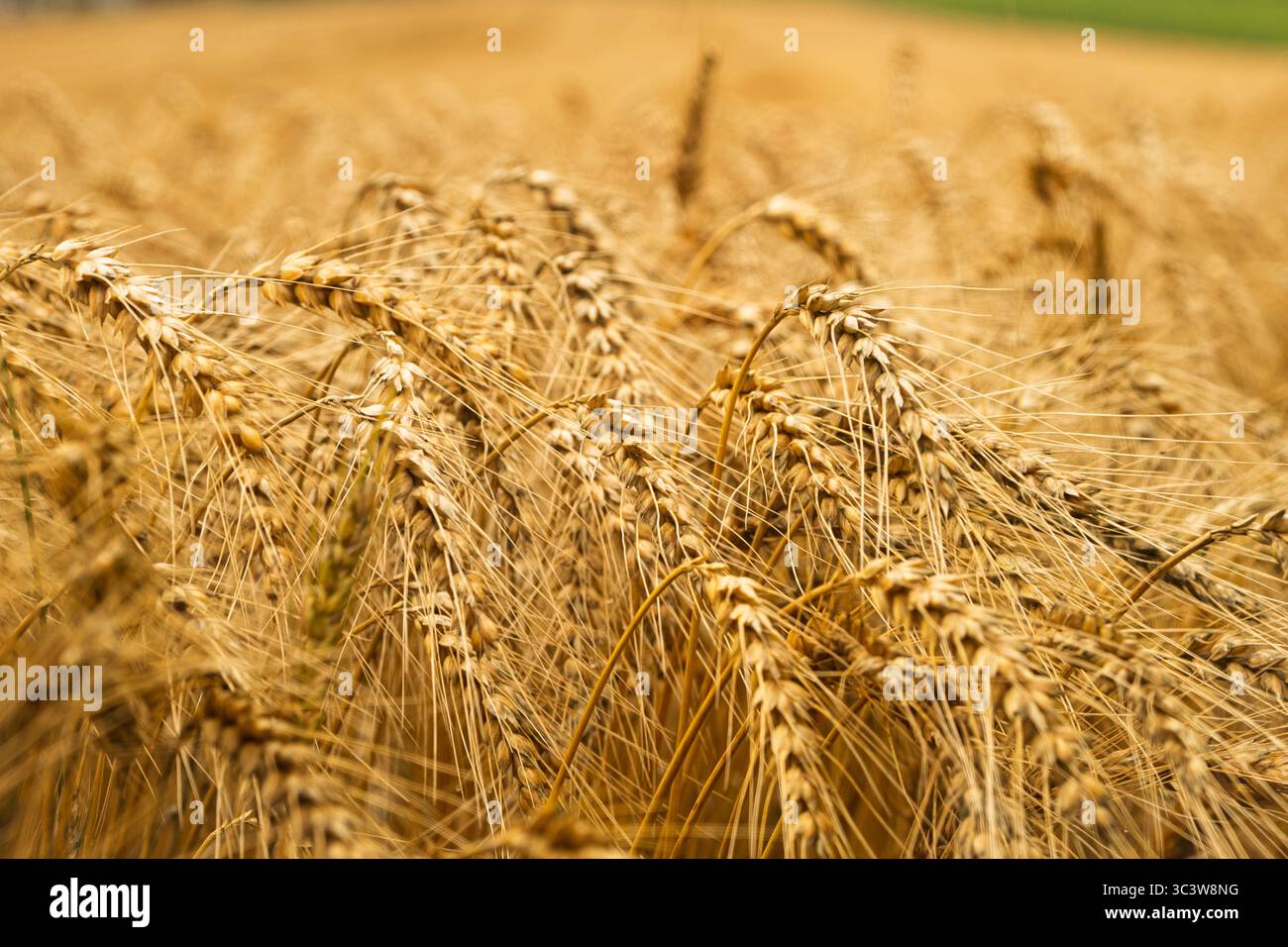 Champ de blé doré à un angle de 45 degrés, prise de vue rapprochée Banque D'Images