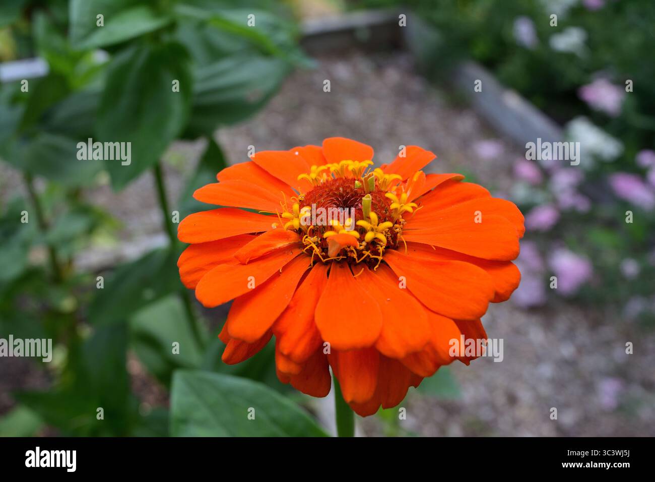 Un gros plan détaillé d'une fleur de zinnia orange vibrante en pleine floraison Banque D'Images