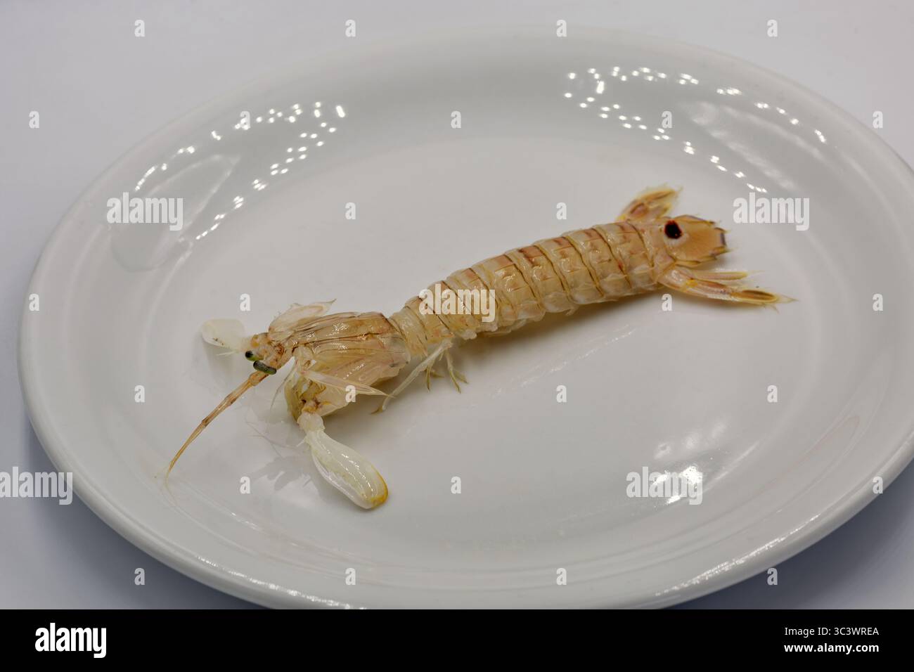 Crevette crue de la Mantie ou Squilla Mantis sur plaque blanche en gros plan. Banque D'Images