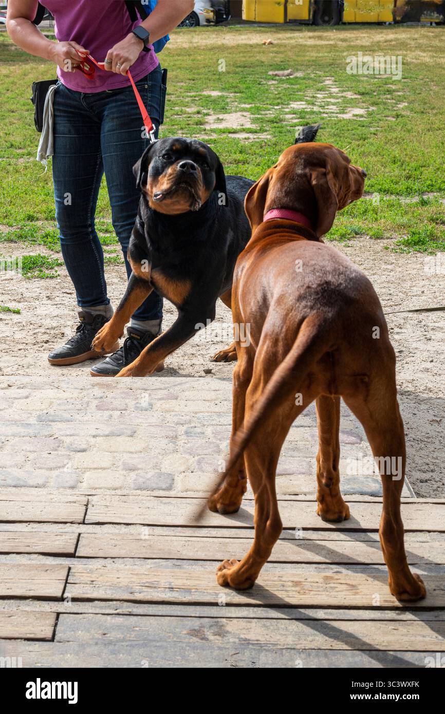 bonne connaissance avec d'autres chiens rottweiler. Correction comportementale Banque D'Images