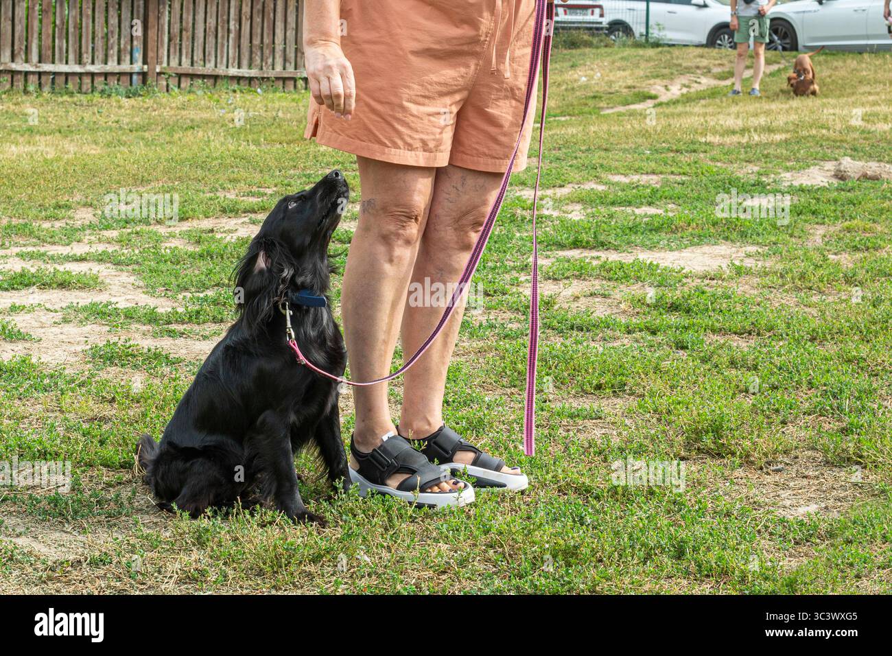 le chien suit les ordres du propriétaire à côté de la formation Banque D'Images