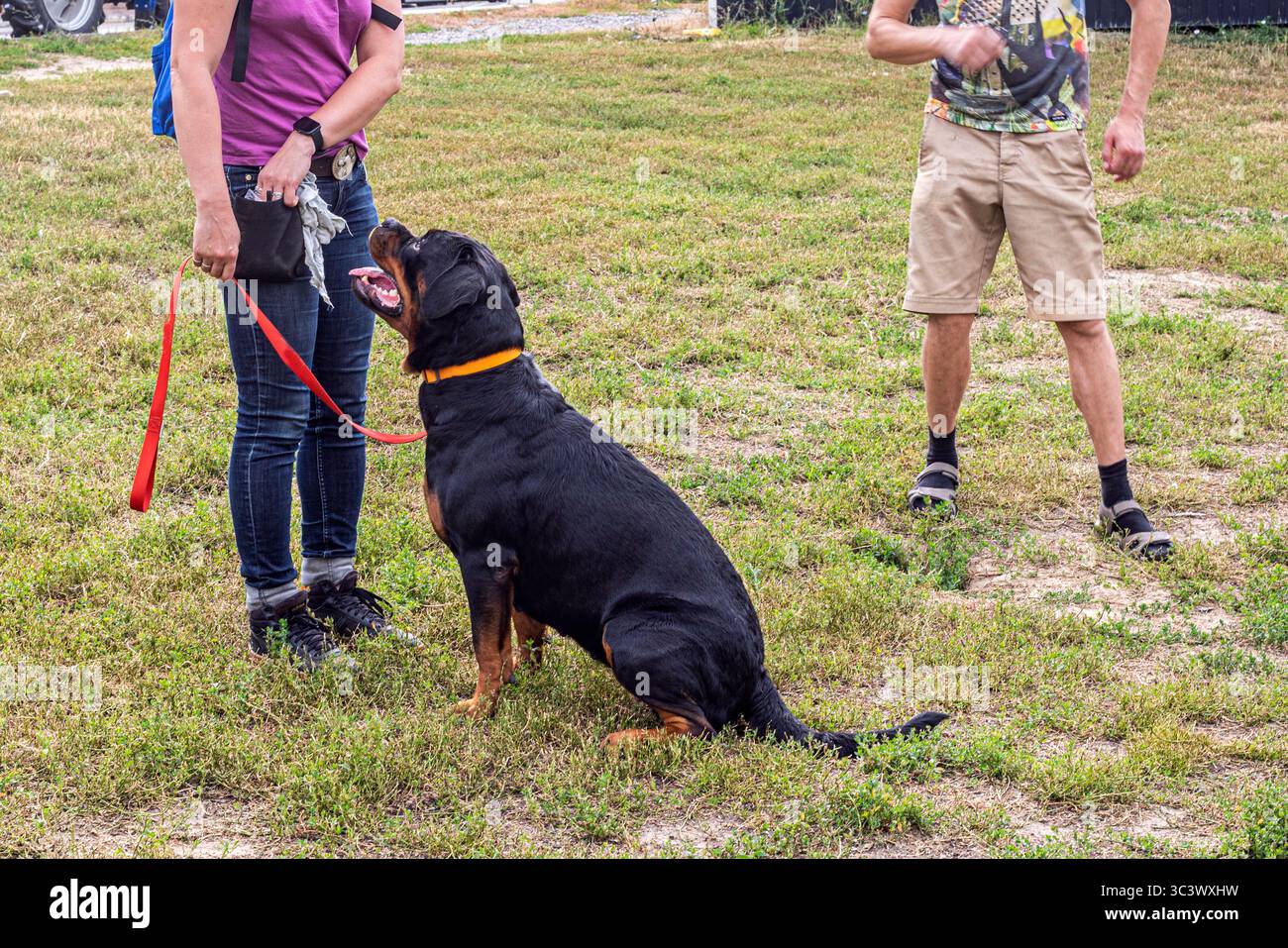 le chien suit les ordres du propriétaire pendant l'entraînement sous la supervision du cynologue Banque D'Images