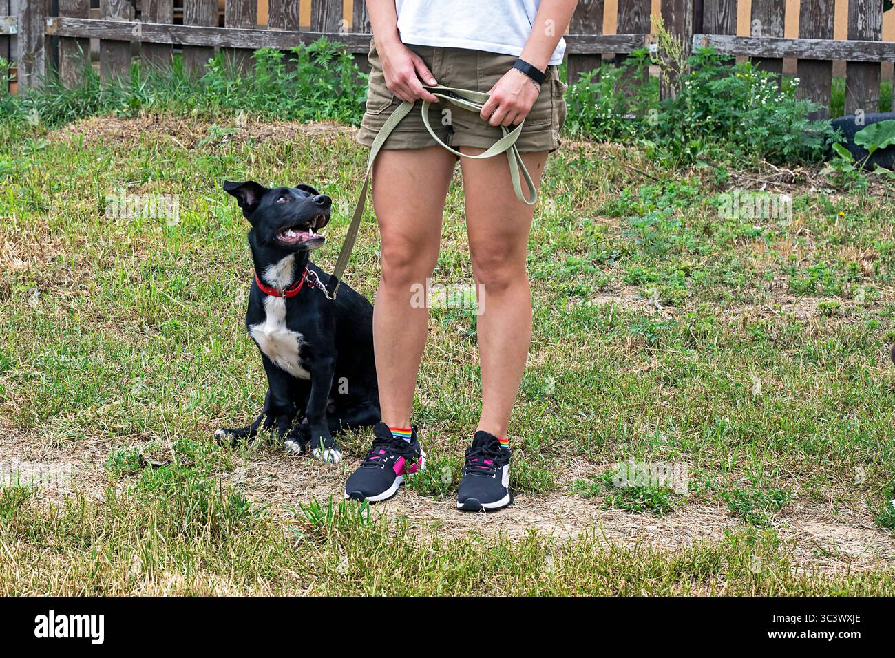 chien noir mignon exécute la commande stand par la jambe droite. Formation et éducation des animaux de compagnie Banque D'Images