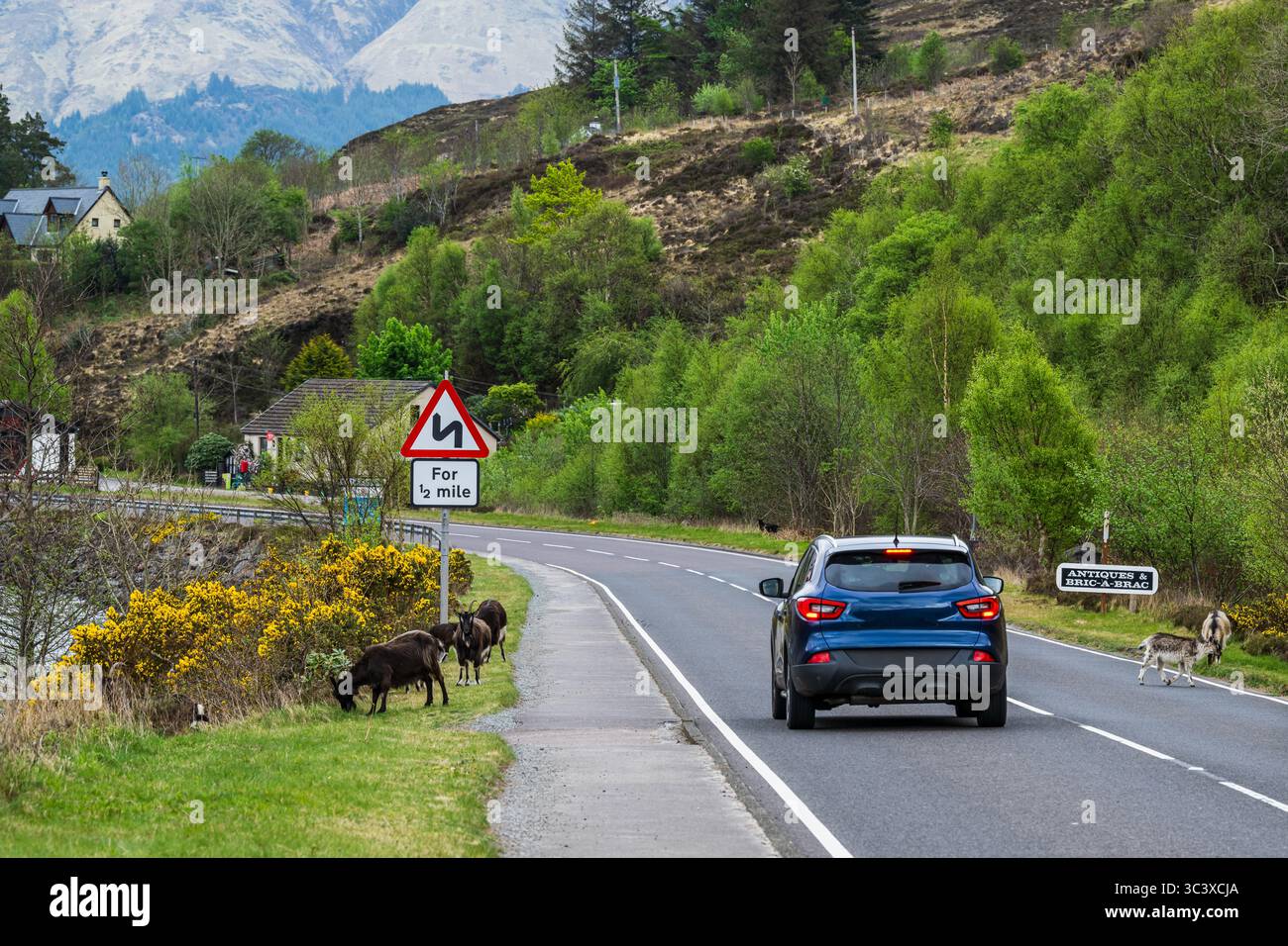 Chèvres sur Invershiel, Loch Duich, Écosse, Royaume-Uni Banque D'Images
