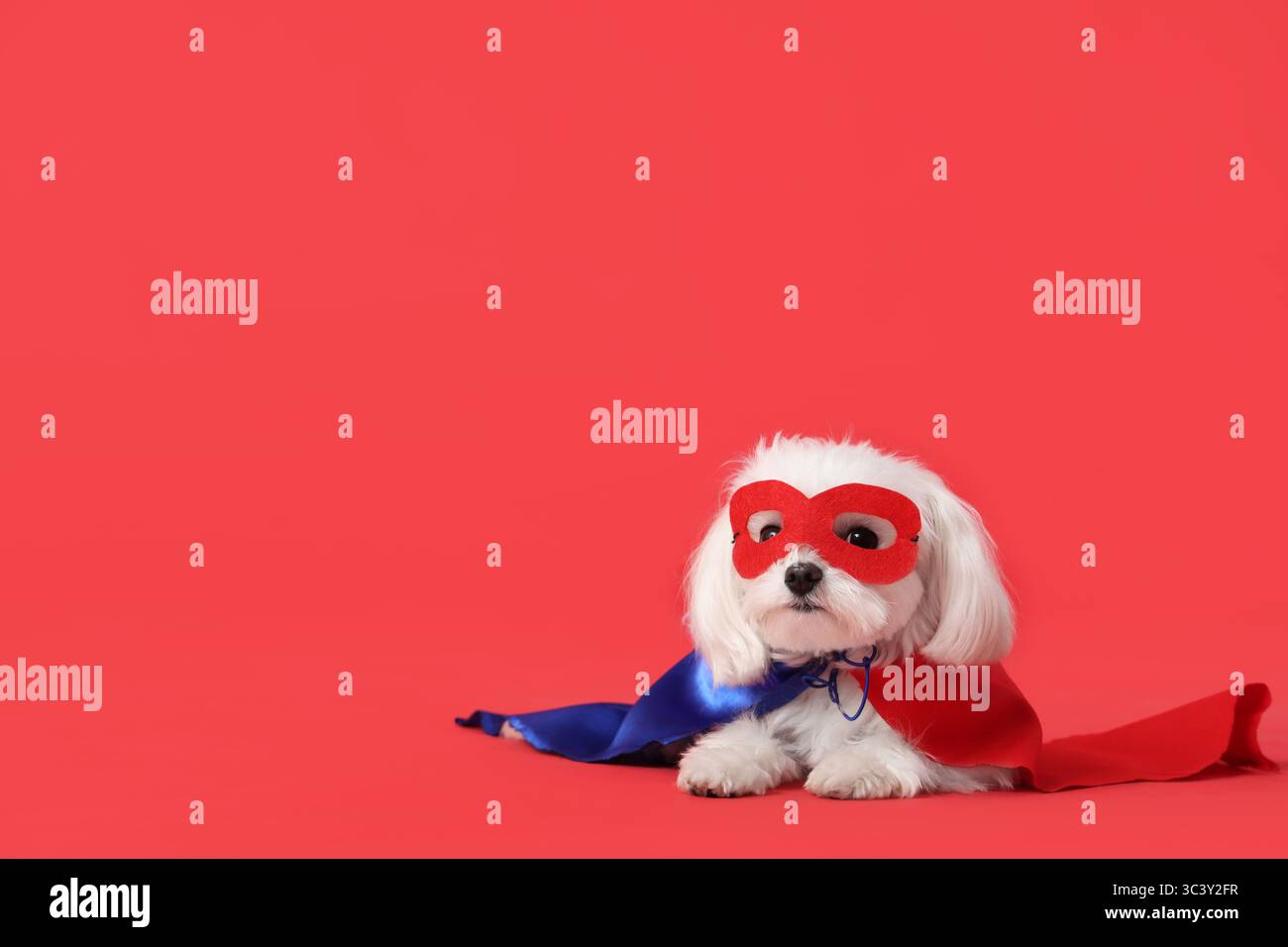 Petit chien mignon en costume de super-héros couché sur fond rouge Banque D'Images