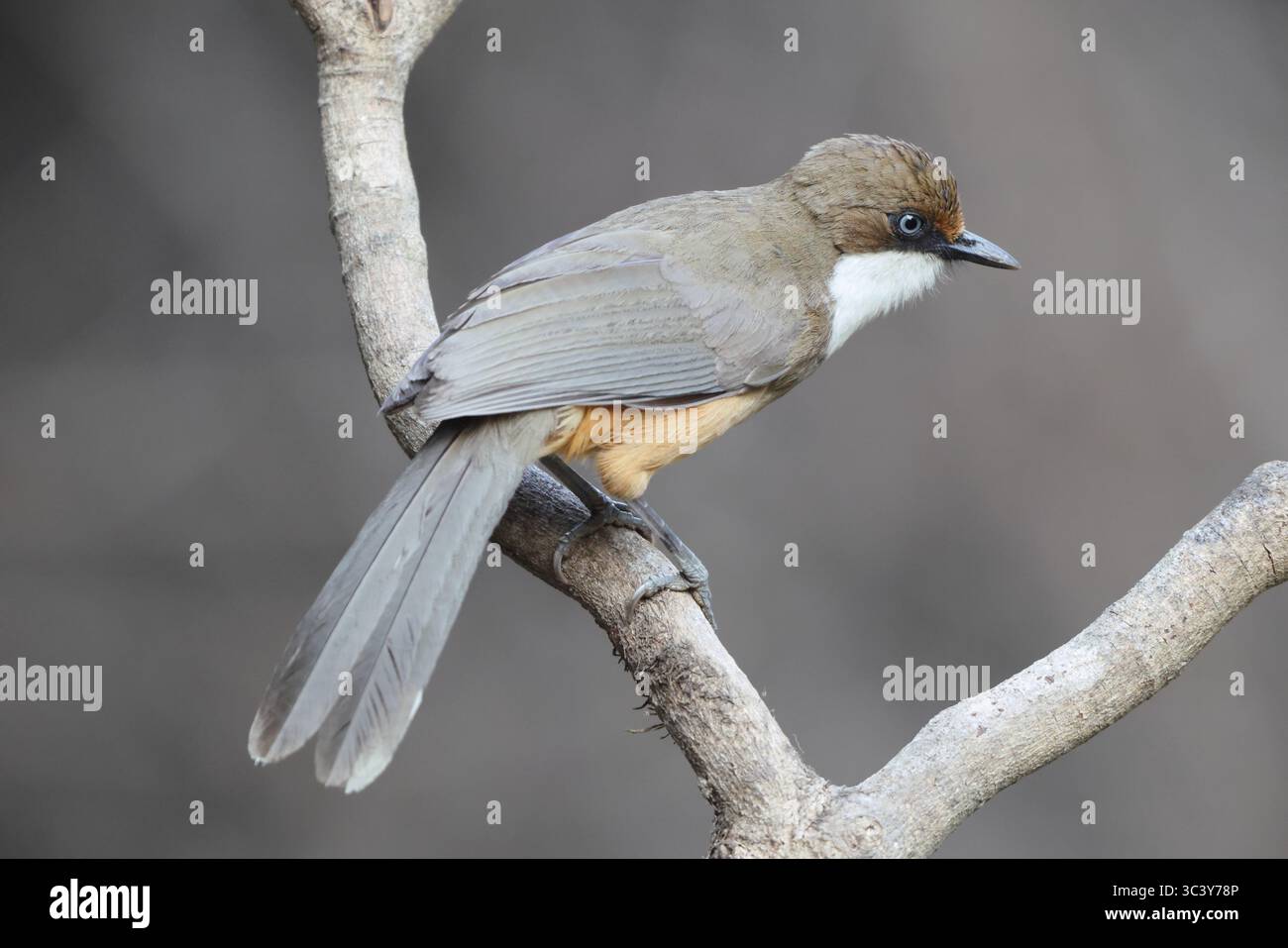 Le rire à gorge blanche (Pterorhinus albogularis) est une espèce de passereaux de la famille des Leiothrichidae. Cette photo a été prise en Inde Banque D'Images Le rire à gorge blanche (Pterorhinus albogularis) est une espèce de passereaux de la famille des Leiothrichidae. Cette photo a été prise en Inde Banque D'Images