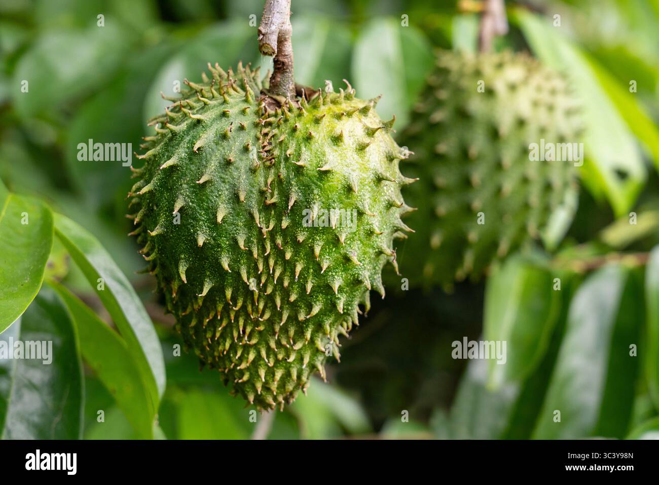 Guyabano (Annona muricata) fruit est suspendu à un arbre. Le fruit est de forme ovale, vert et recouvert de saillies épaisses. Banque D'Images