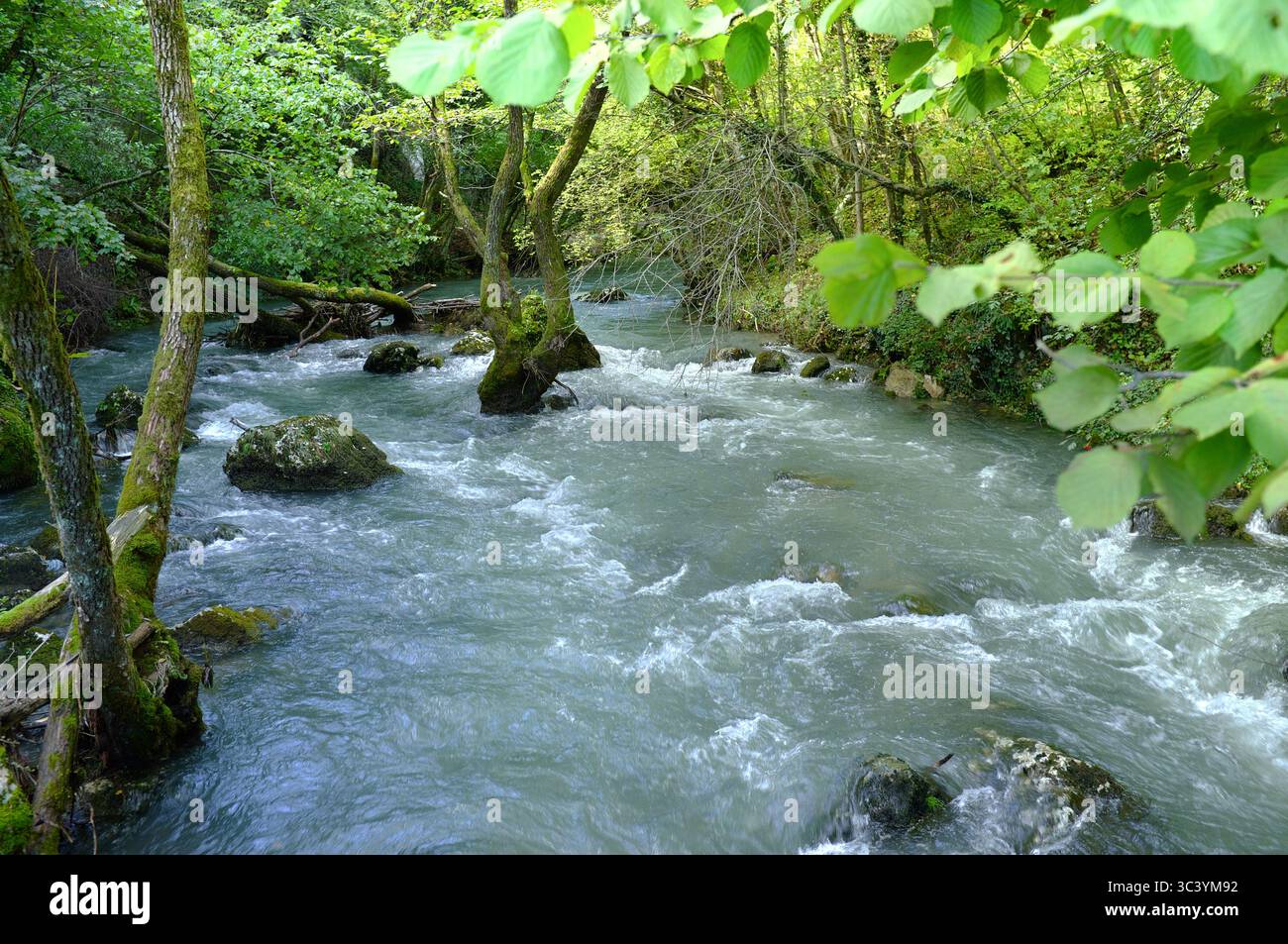 Ruisseau traversant la forêt, Krupa na Vrbasu, Banja Luka, Bosnie-Herzégovine Banque D'Images