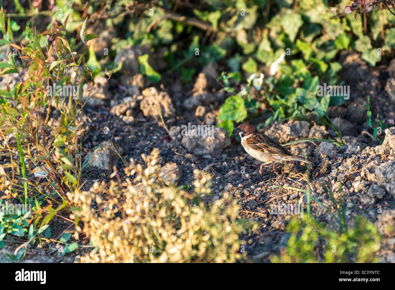 Petit moineau dans le jardin au lever du soleil – moment rapproché Banque D'Images