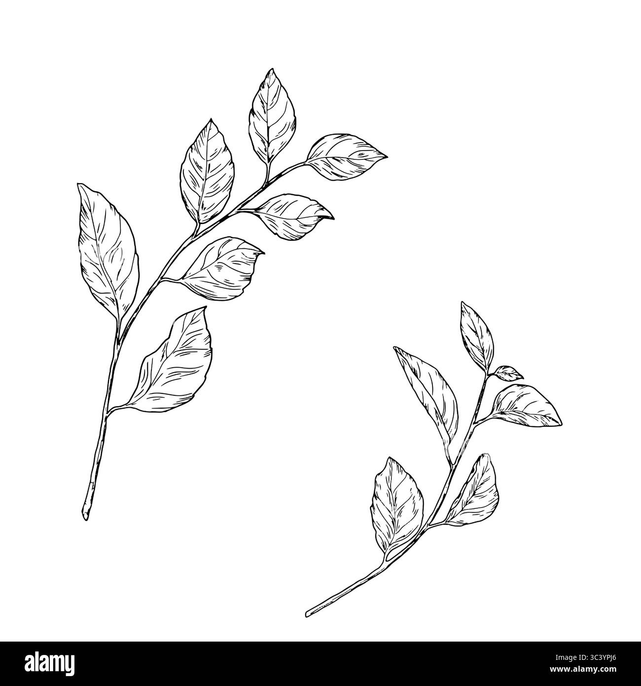 Une branche de printemps avec des feuilles, un ensemble de silhouettes, un simple dessin d'esquisse. Illustration vectorielle. Les feuilles gracieuses sur une brindille sont isolées sur un blanc Illustration de Vecteur